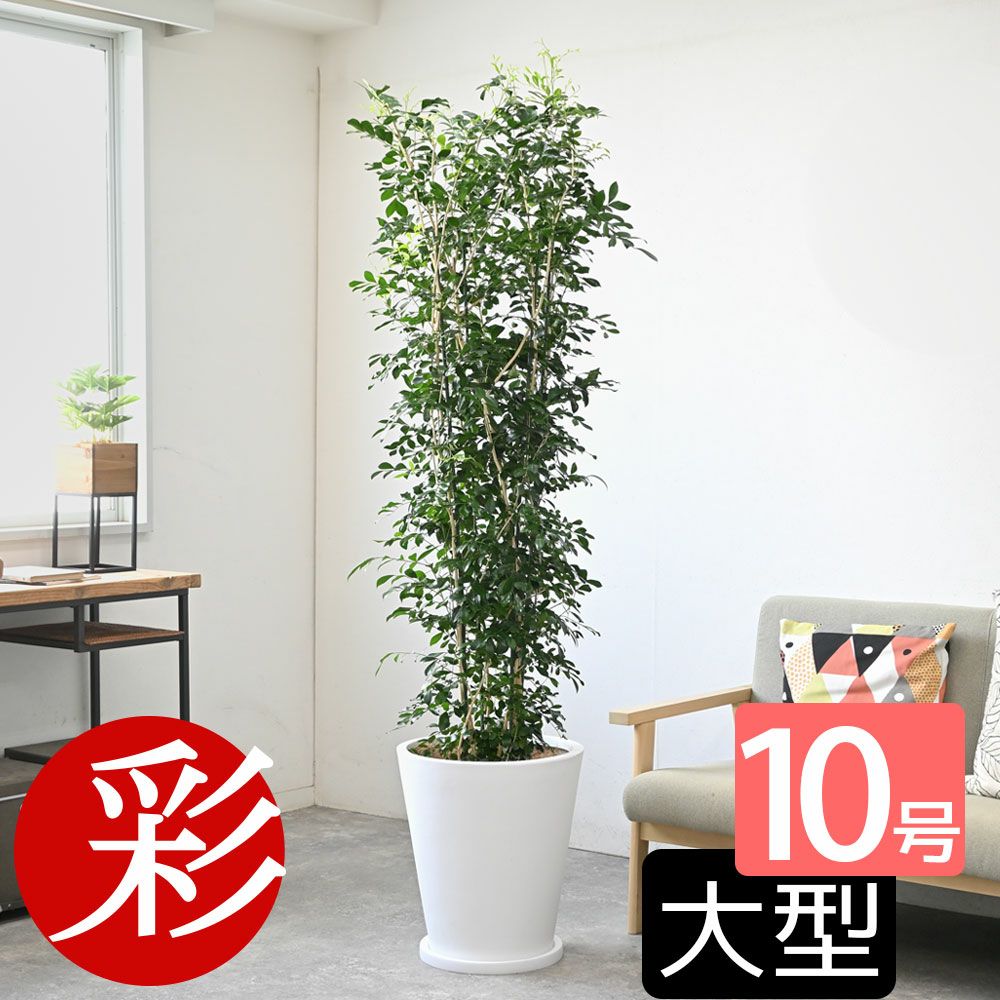 観葉植物 通販 【お取り寄せ】 ゲッキツ（シルクジャスミン） 10号鉢 KM190003