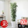 観葉植物 通販 【お取り寄せ】 ゲッキツ（シルクジャスミン） 10号鉢 KM190003