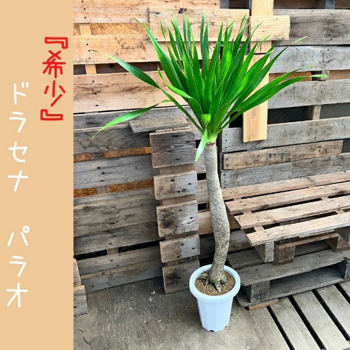観葉植物現品販売