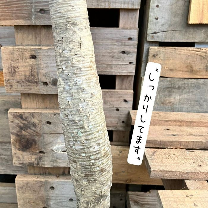 観葉植物現品販売