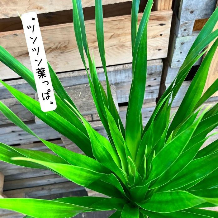 観葉植物現品販売