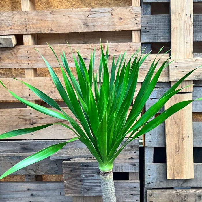 観葉植物現品販売