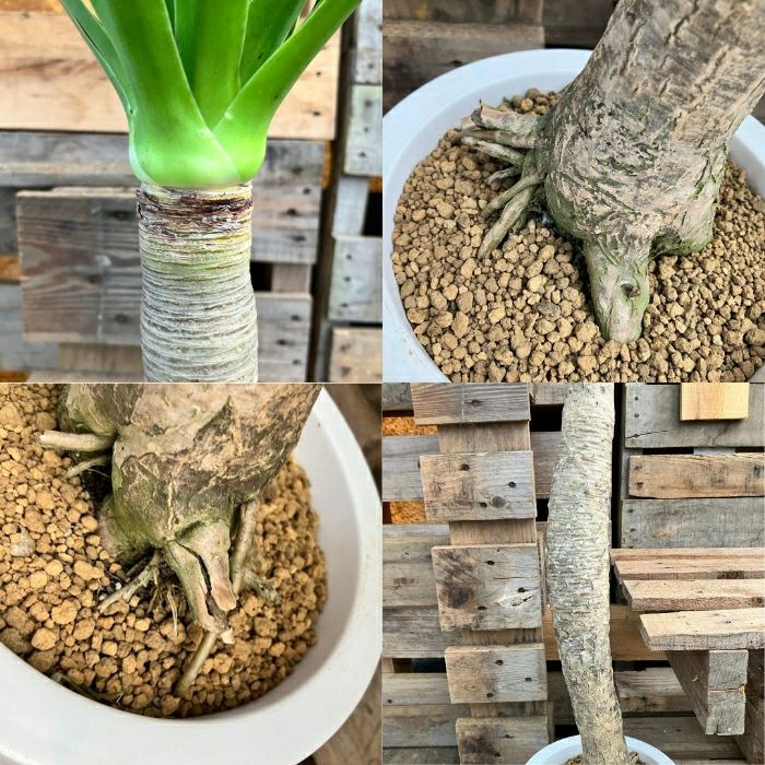 観葉植物現品販売