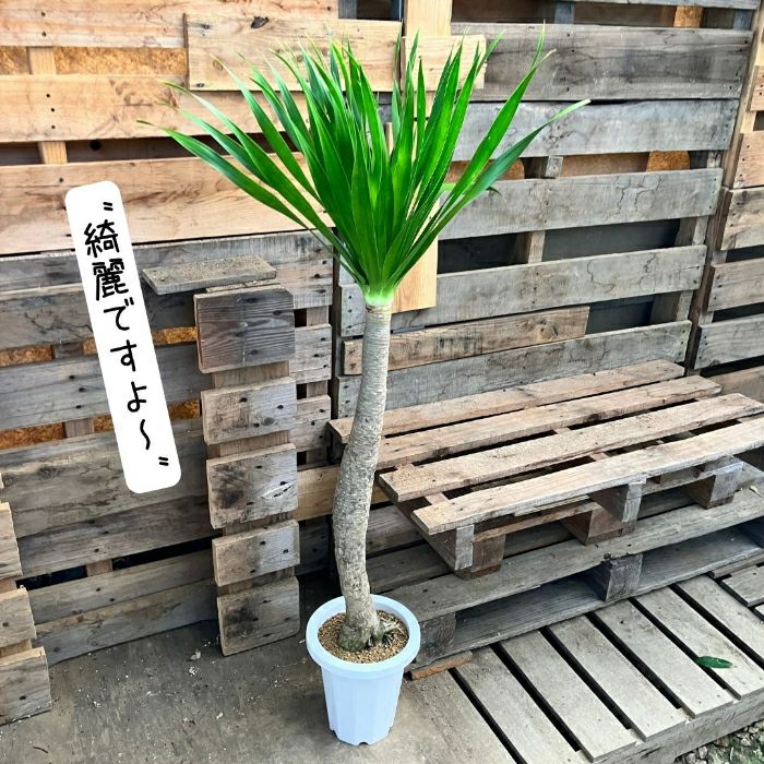 観葉植物現品販売