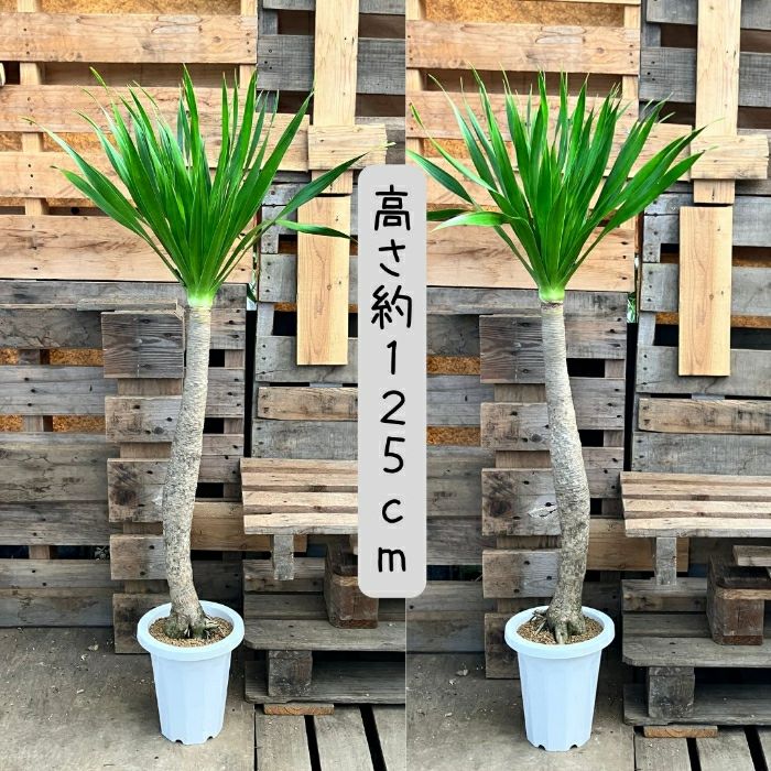 観葉植物現品販売