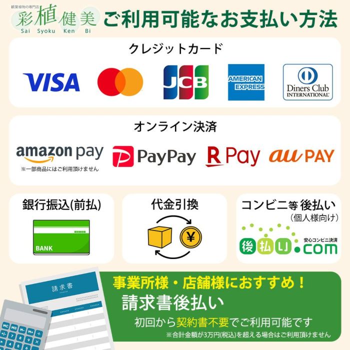 観葉植物現品販売