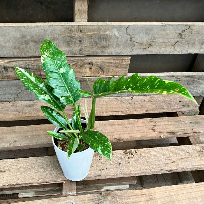 観葉植物現品販売