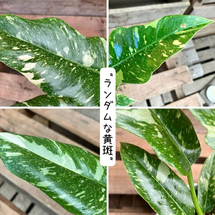 観葉植物現品販売
