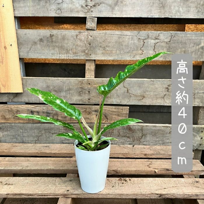 観葉植物現品販売