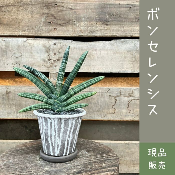 観葉植物現品販売