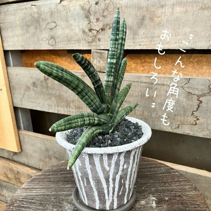 観葉植物現品販売
