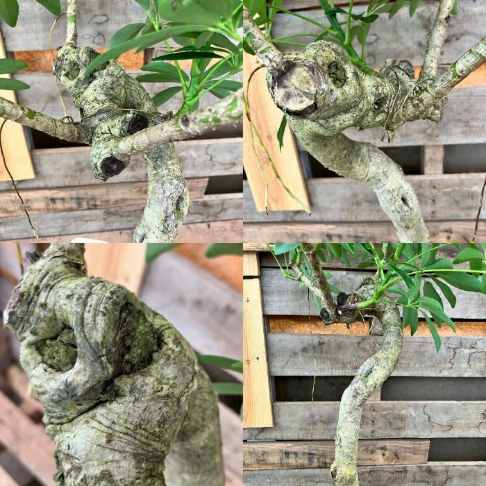 観葉植物現品販売