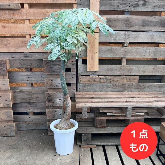 観葉植物現品販売