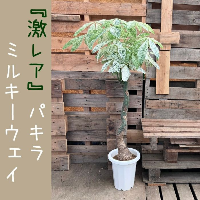 観葉植物現品販売