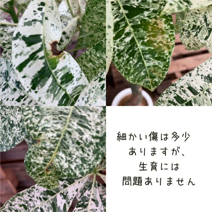 観葉植物現品販売
