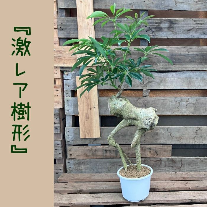 観葉植物現品販売