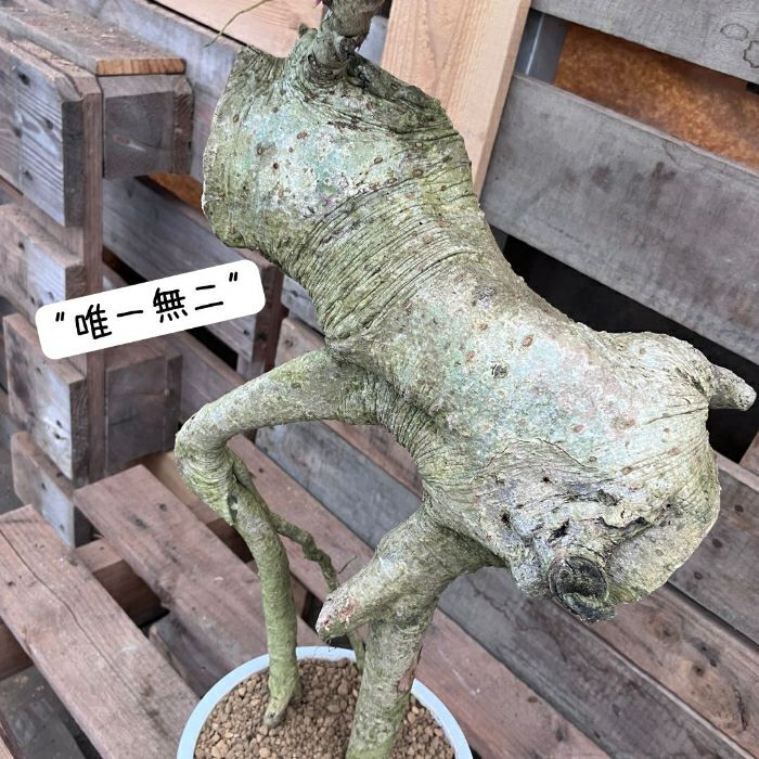 観葉植物現品販売