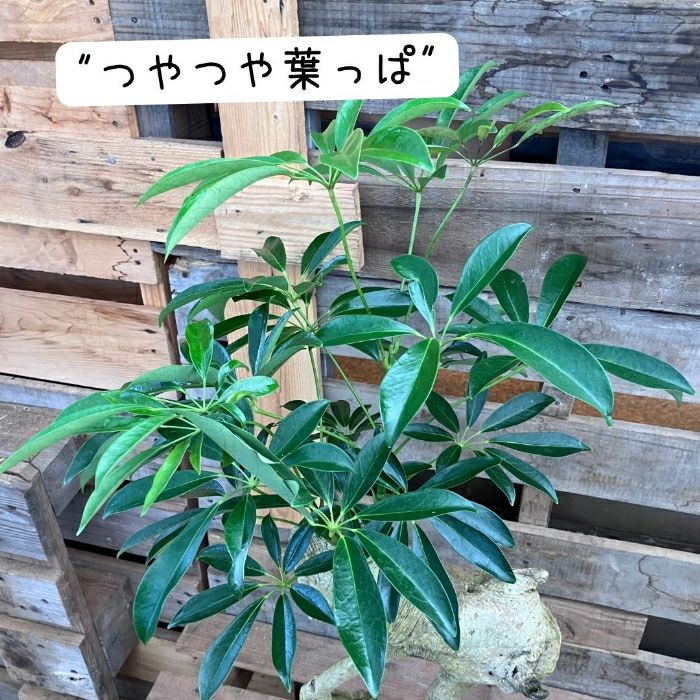 観葉植物現品販売