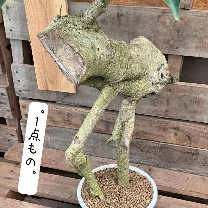 観葉植物現品販売