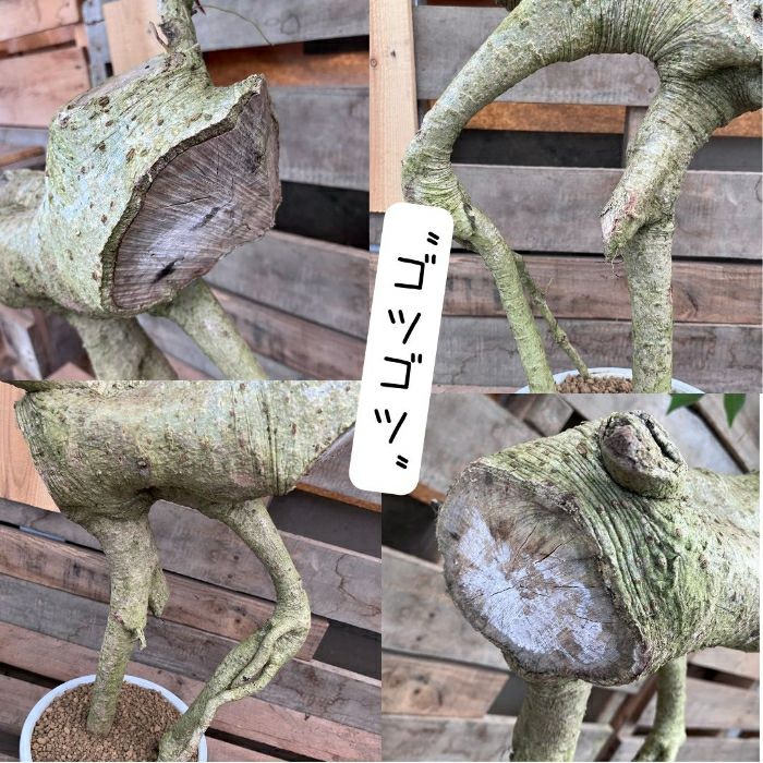 観葉植物現品販売