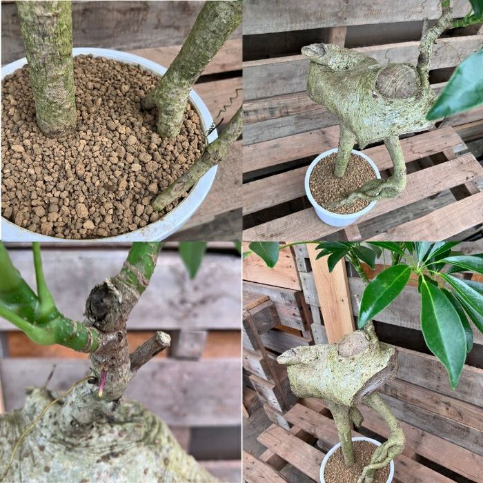 観葉植物現品販売