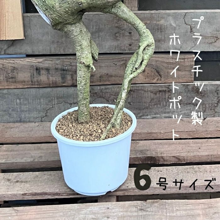 観葉植物現品販売