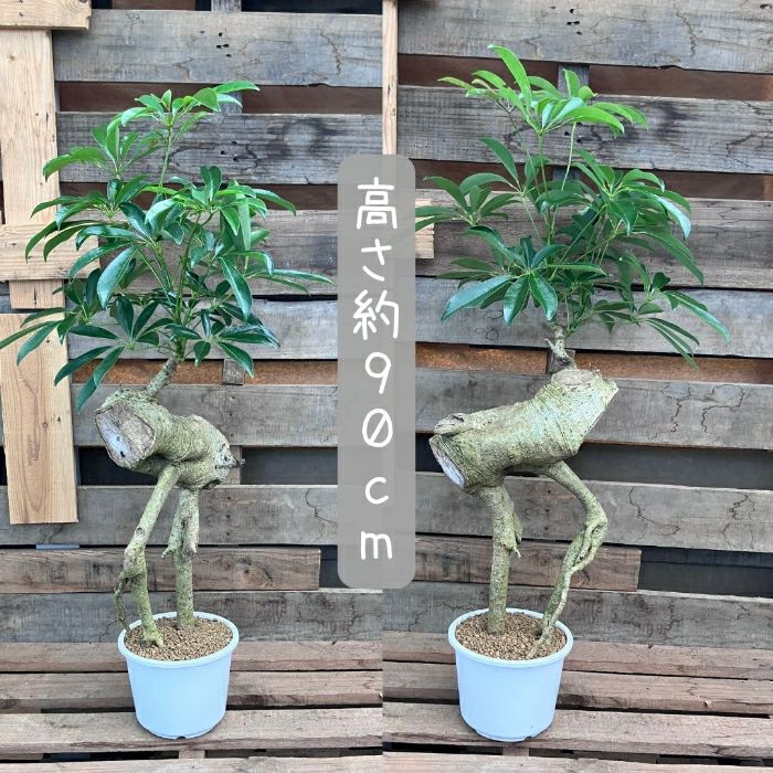 観葉植物現品販売