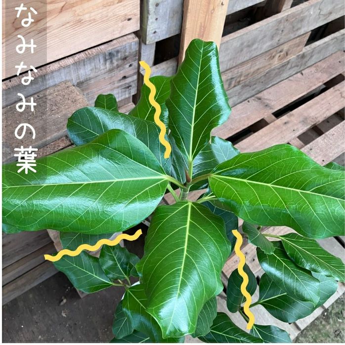 観葉植物現品販売