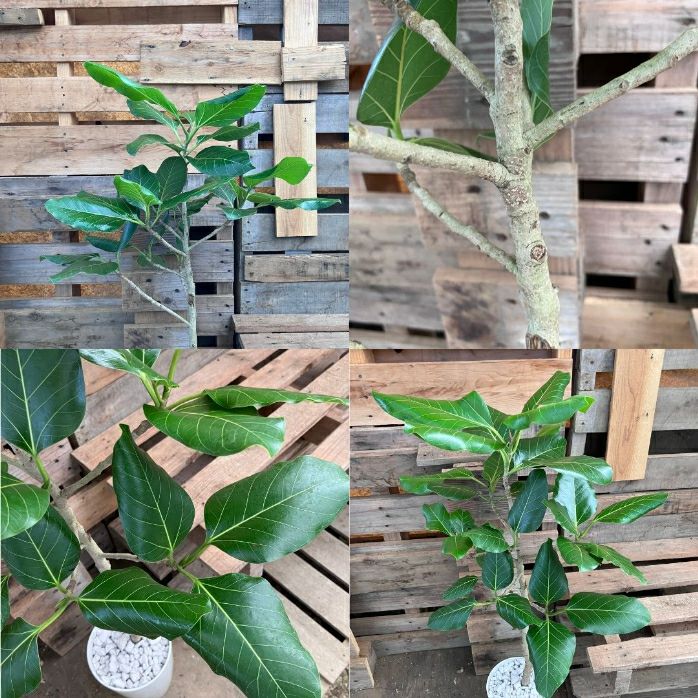 観葉植物現品販売