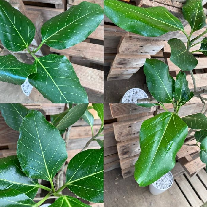 観葉植物現品販売