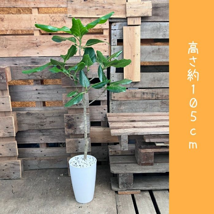観葉植物現品販売