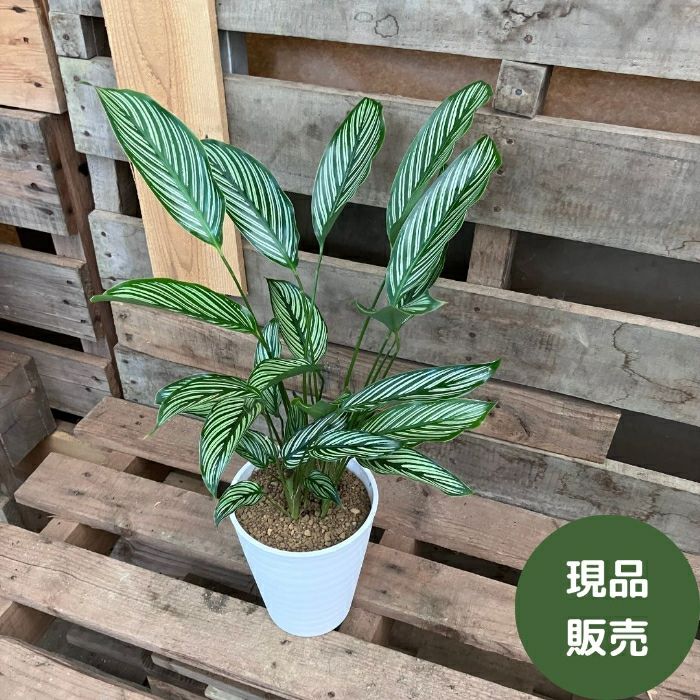 観葉植物現品販売