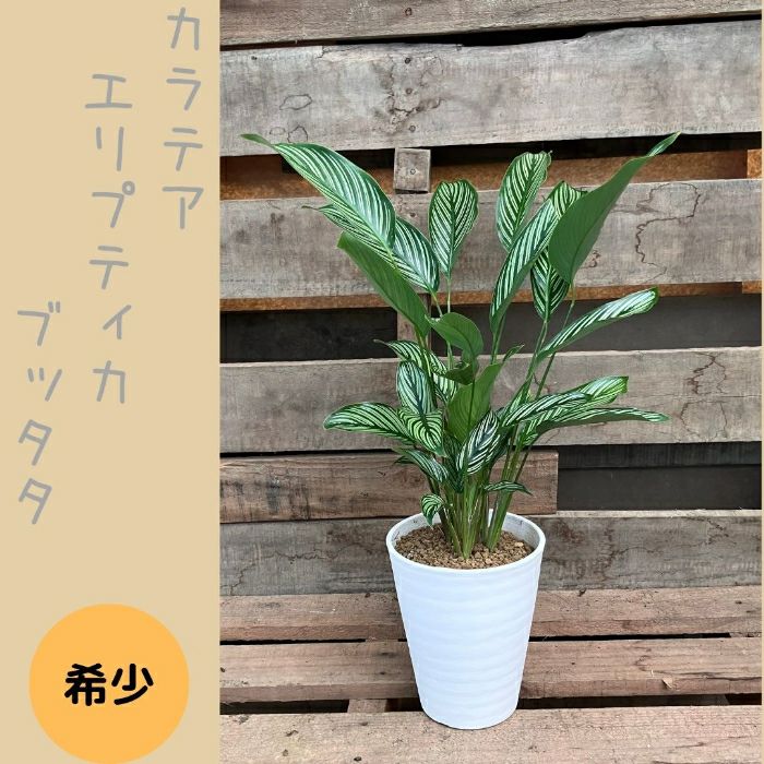 観葉植物現品販売