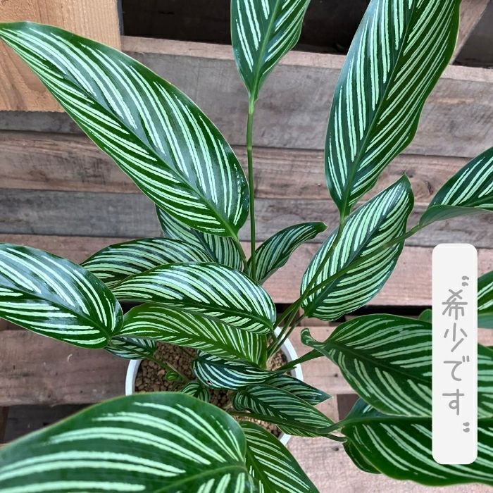 観葉植物現品販売