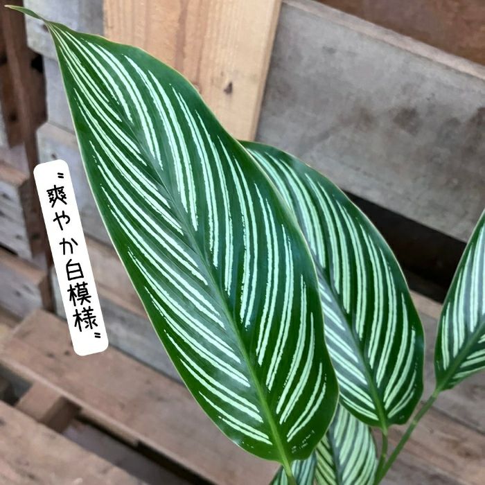 観葉植物現品販売