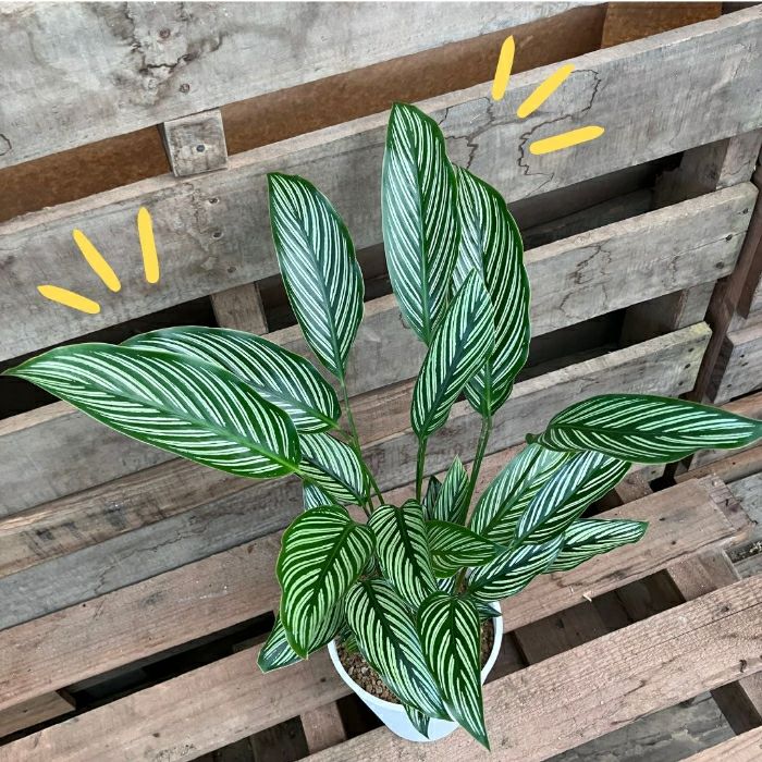 観葉植物現品販売