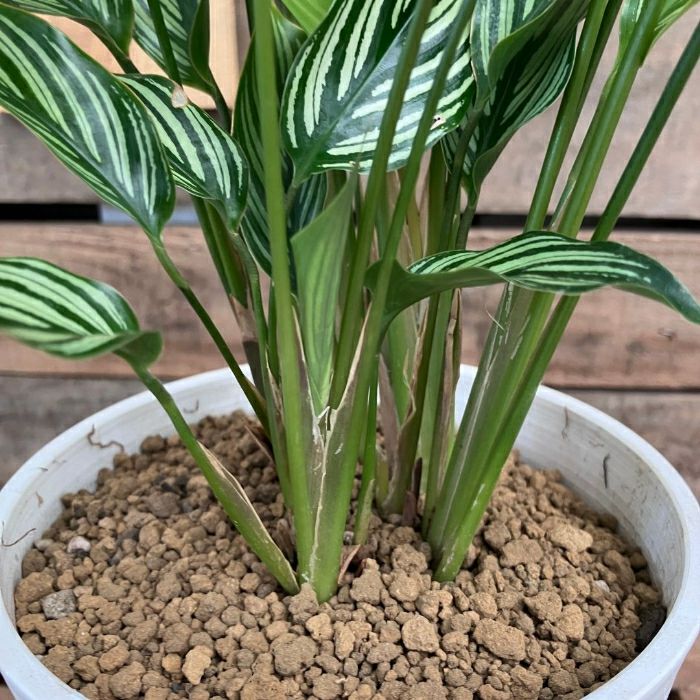 観葉植物現品販売