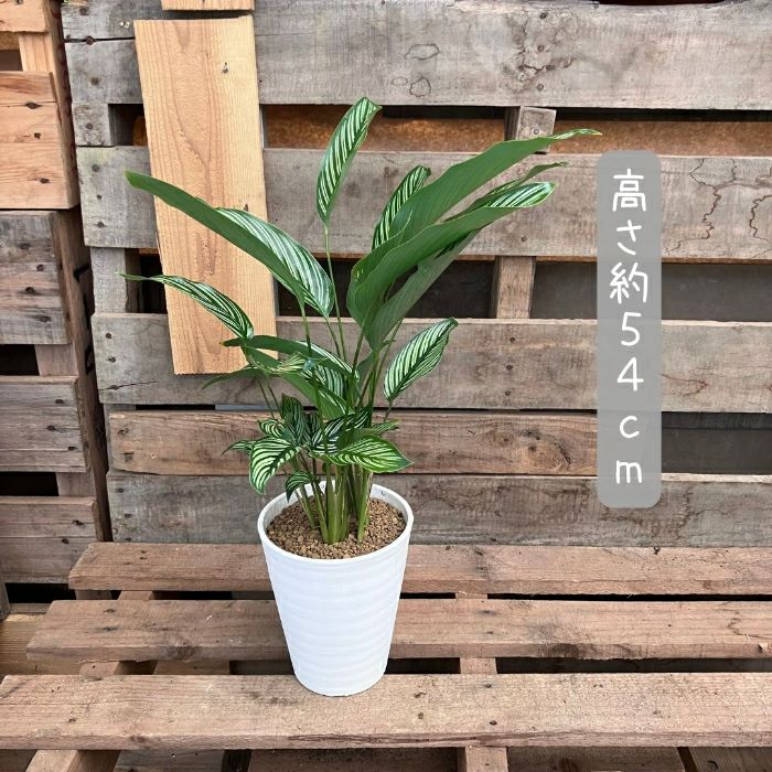 観葉植物現品販売