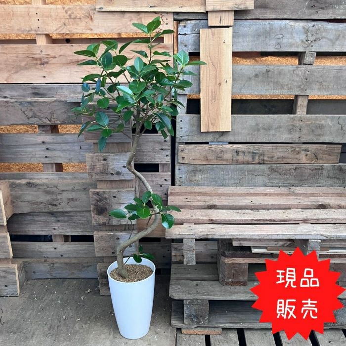 観葉植物現品販売