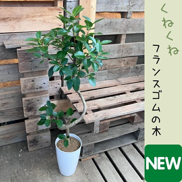 観葉植物現品販売