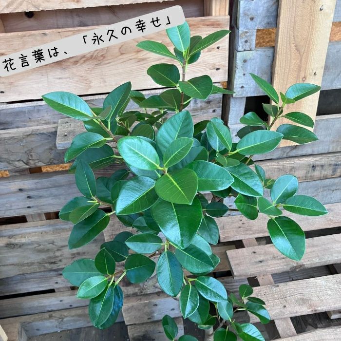 観葉植物現品販売