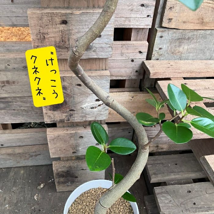 観葉植物現品販売