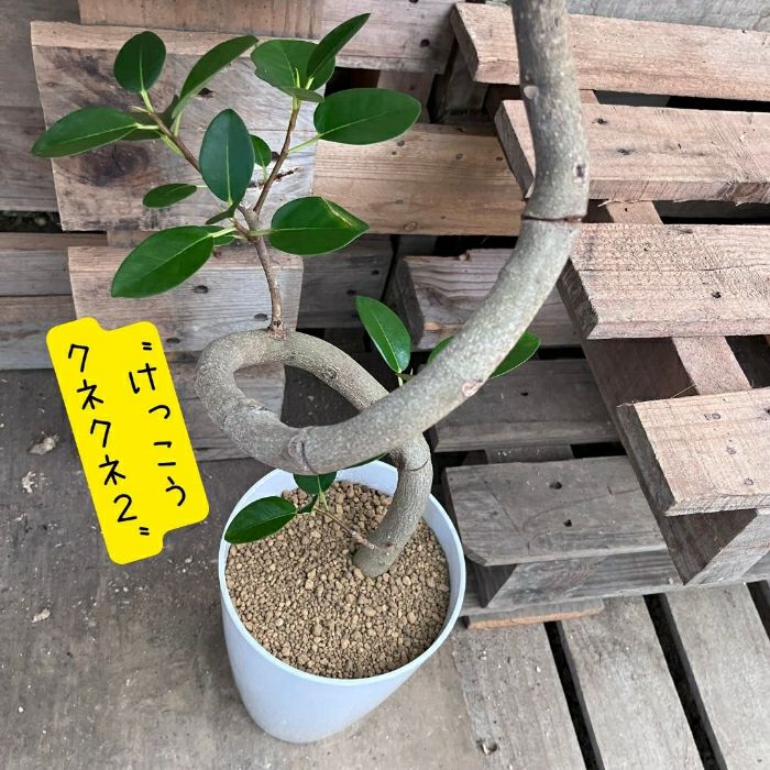 観葉植物現品販売