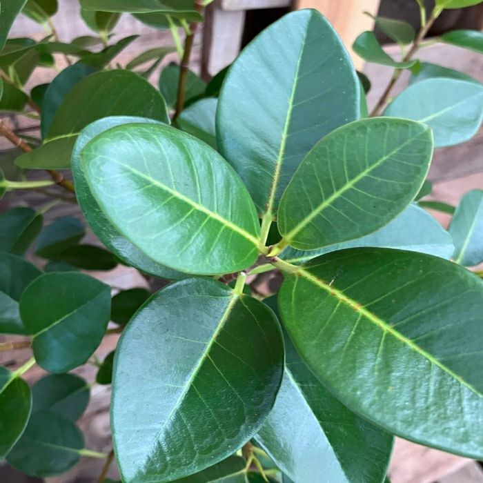 観葉植物現品販売