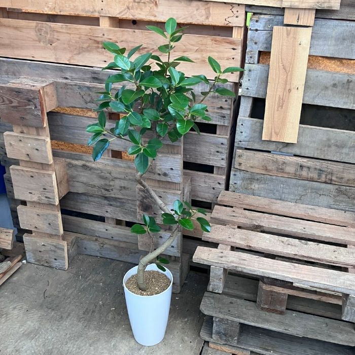 観葉植物現品販売