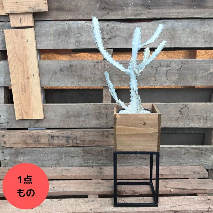 観葉植物現品販売