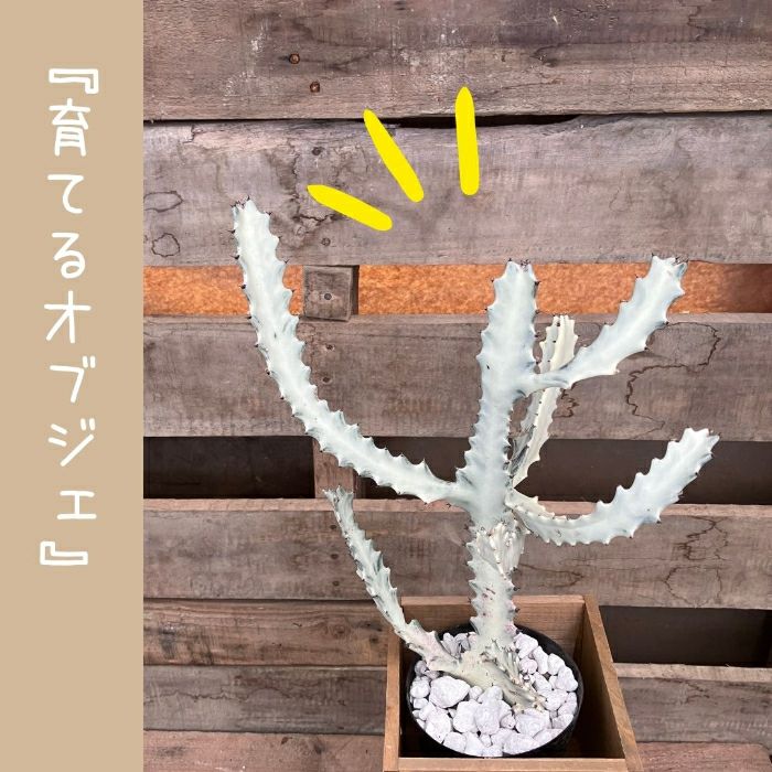 観葉植物現品販売