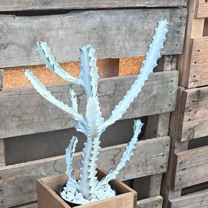 観葉植物現品販売