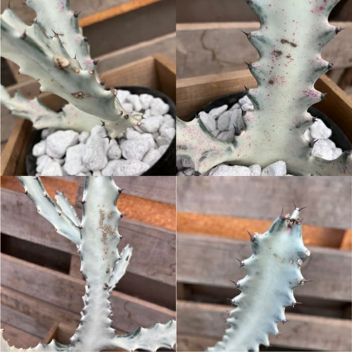 観葉植物現品販売