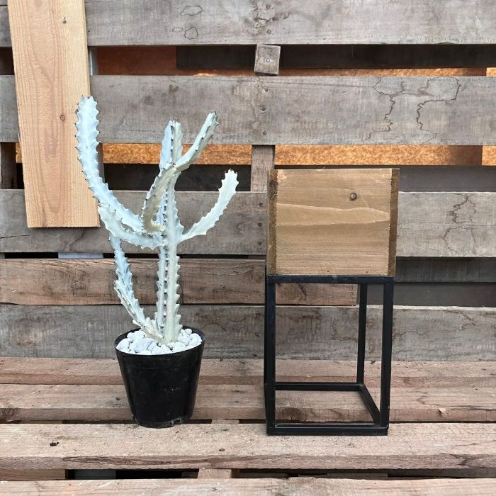 観葉植物現品販売